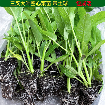三叉大叶空心菜苗幼苗水蕹菜蓊蓊菜四川藤藤菜通菜春夏秋阳台盆栽