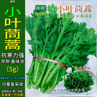 小叶茼蒿同蓬蒿菊花塘子杆蒿子蓬花皇帝菜籽种子孑阳台盆栽籽四季