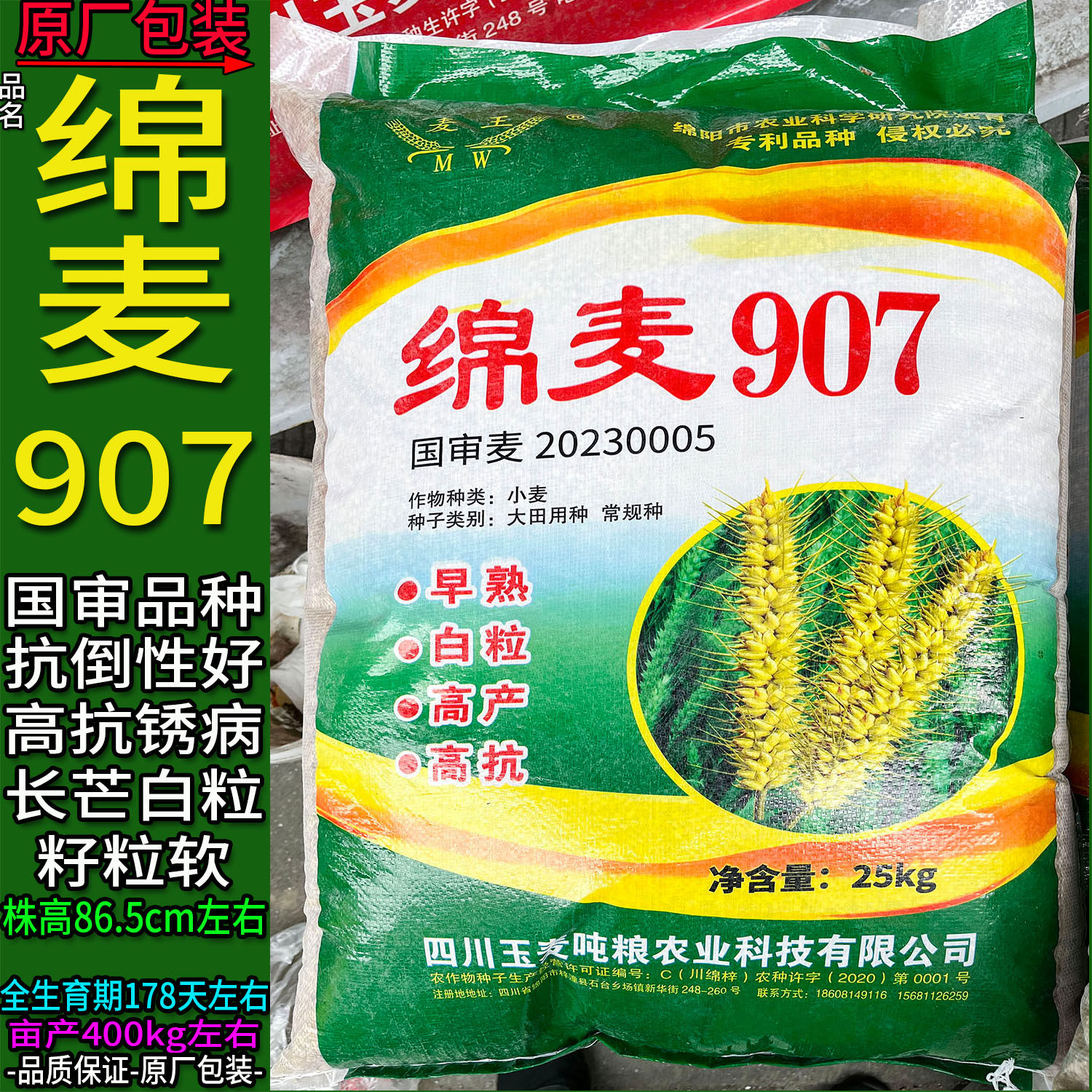 【25kg】原装小麦子种白粒高产大