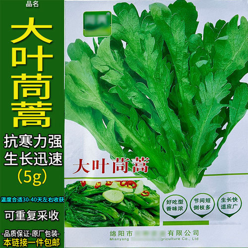 四季大叶小叶茼蒿种子蓬蒿菊花菜