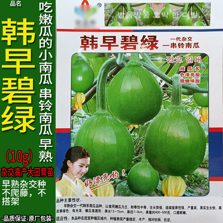 韩早碧绿10g小圆南瓜倭瓜番瓜饭瓜种子孑籽高产番北瓜秘蜜本春夏