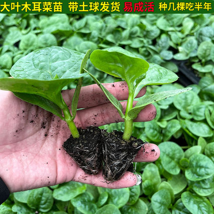 春夏四季大叶木耳菜幼苗蔬菜苗落葵豆腐菜蓠芭菜阳台庭院盆栽四川