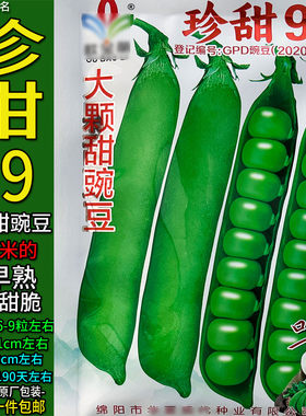 珍甜99大颗甜豌豆豌豆米蔬菜种子