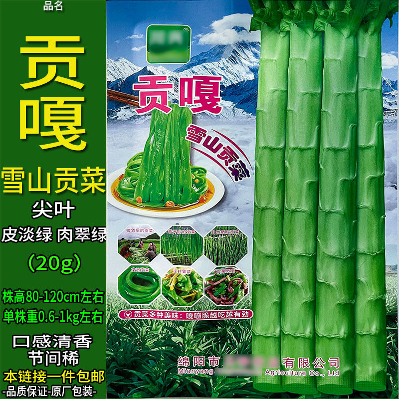 贡嘎雪山贡菜20g蔬菜种子孑籽苔干响菜山蜇苔菜蔬菜庭院阳台地上