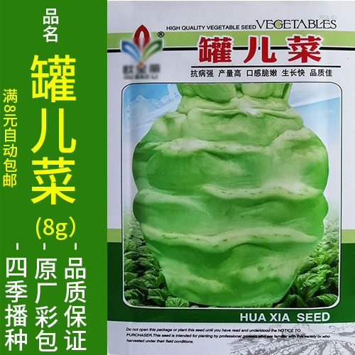 四川罐儿菜5g榨菜泡菜芥菜酸菜用秋冬季播种蔬菜种子籽仔孑盆栽