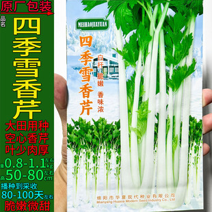 白杆香芹5g白芹空心芹菜别名胡芹四季蔬菜种子孑籽四季阳台盆栽大