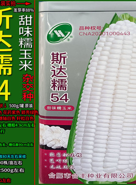 斯达糯54杂交白色又甜又糯玉米蔬菜杂粮种子孑籽高产别名包谷苞米