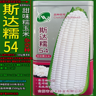 斯达糯54杂交白色又甜又糯玉米杂粮种子孑籽高产别名包谷苞米大田