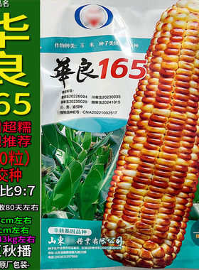 华良165-400粒焦糖黄色种子孑籽超甜玉米又超糯杂粮高产包谷苞米