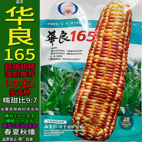华良165焦黄色超甜超糯玉米种子