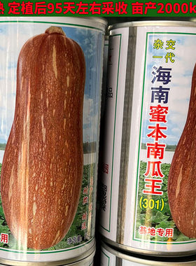 海南蜜本南瓜王倭瓜番瓜蔬菜种子