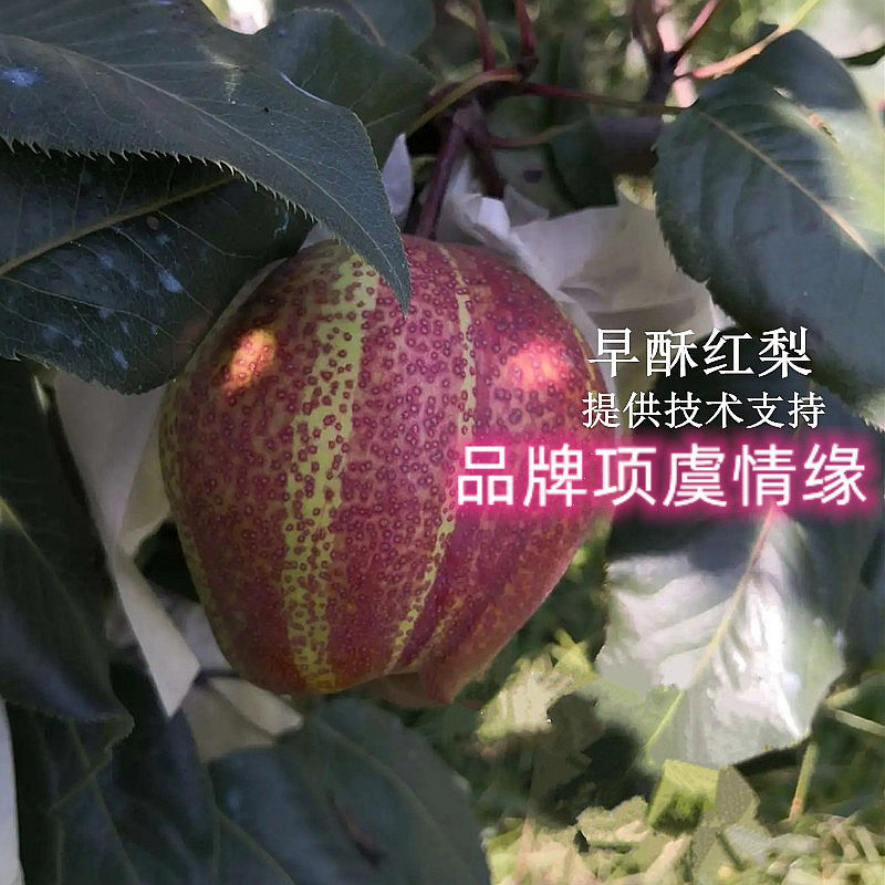 全红梨果苗彩虹梨嫁接早熟早酥红梨树苗脆甜梨苗盆栽庭院地栽果树