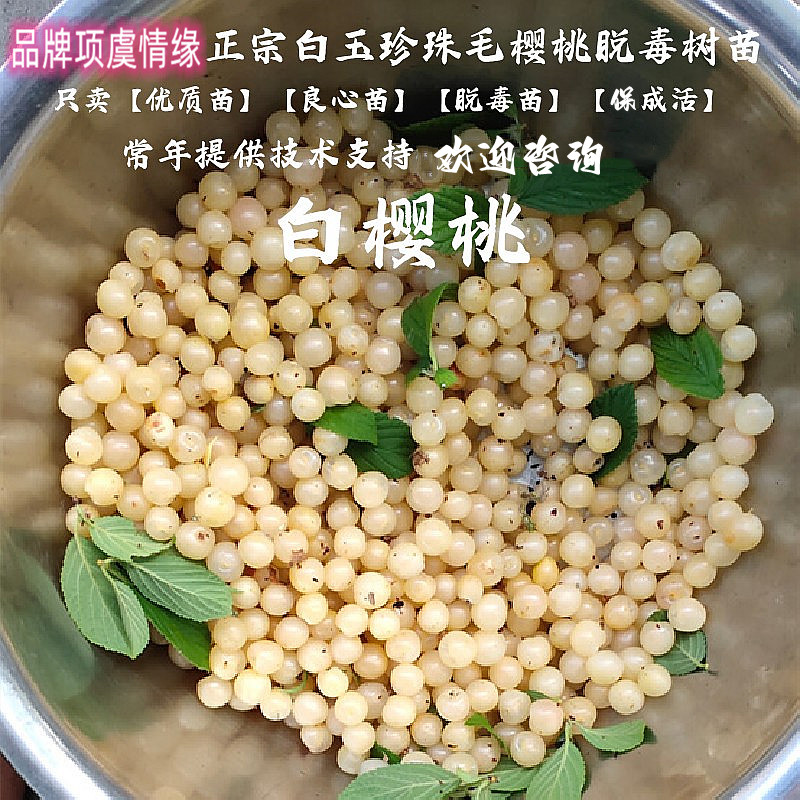 耐寒抗冻小樱桃白玉毛樱桃苗山樱野生白樱桃树苗盆栽地栽当年结果