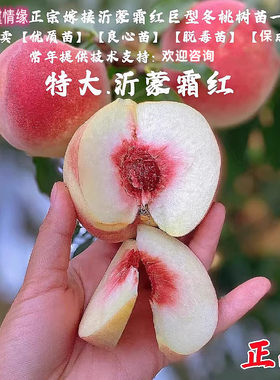 特晚熟巨型冬桃树苗沂蒙霜红桃树苗脆甜嫁接大桃苗南方北方种植树