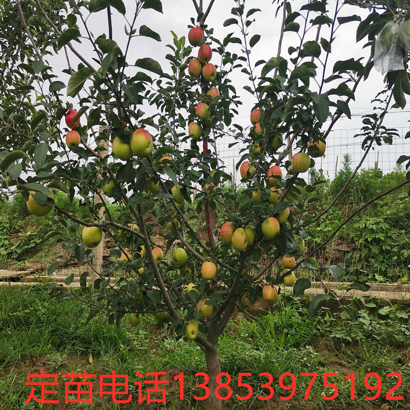 嫁接苹果树苗庭院地栽盆栽红富士苹果苗南方北方种植当年结果
