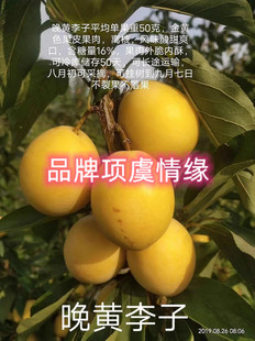 特晚熟脆甜香蕉李树果苗嫁接晚黄李子树苗黄金西梅苗地栽当年结果