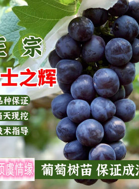 新品种嫁接富士之辉葡萄树苗黑色阳光玫瑰葡萄苗庭院地栽爬藤果苗