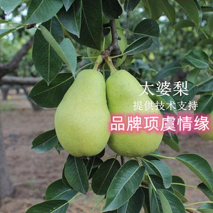 嫁接巴梨苗太婆梨树苗葫芦梨子苗香蕉梨盆栽庭院地栽南方北方种植