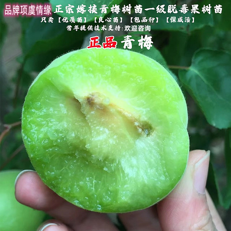 青梅树苗嫁接梅子苗树酸口青梅杏果苗甜口南北方种植盆栽当年结果