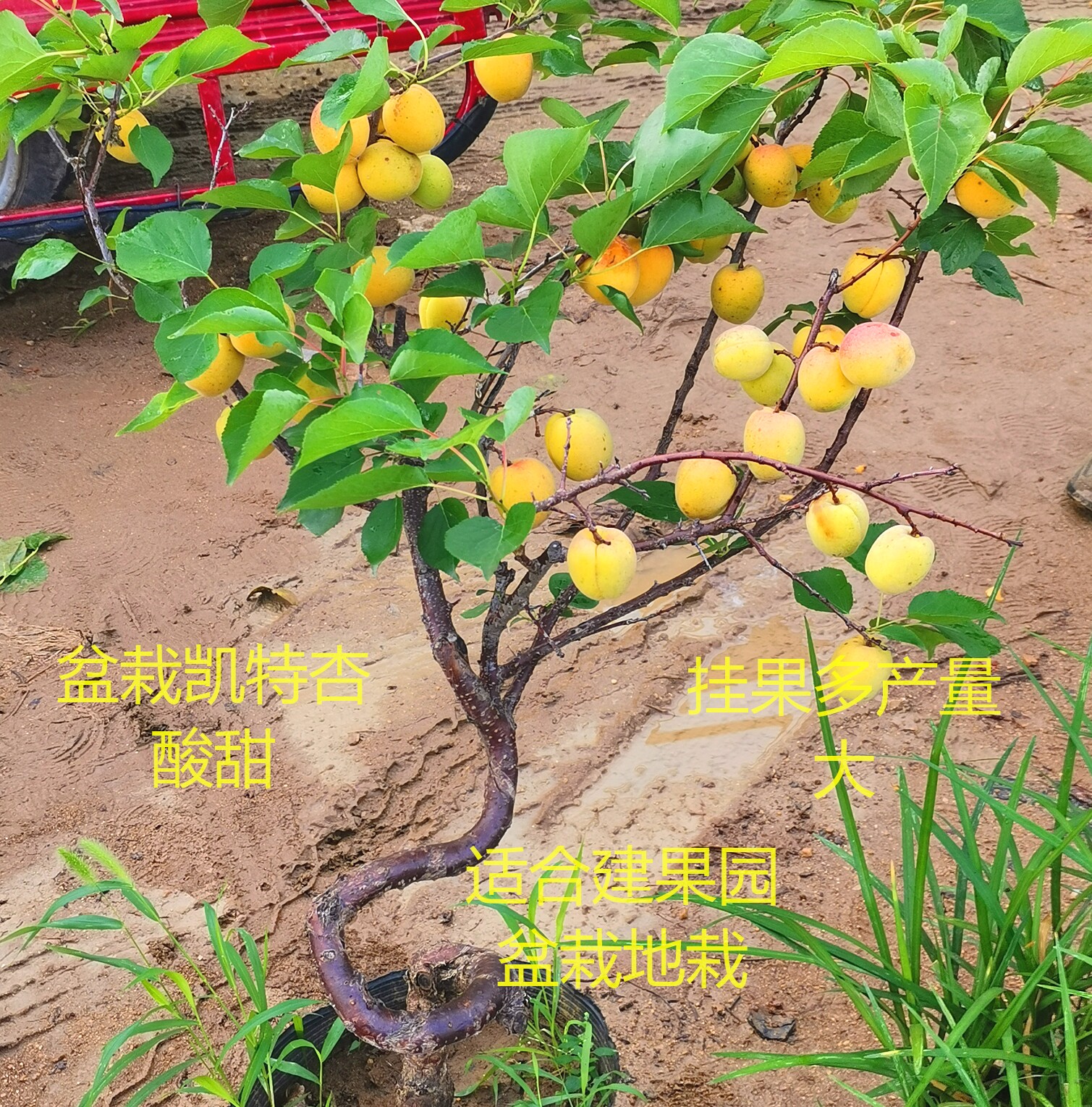 杏苗杏树苗珍珠油杏南方北方种植庭院盆栽果树苗当年结果树苗嫁接