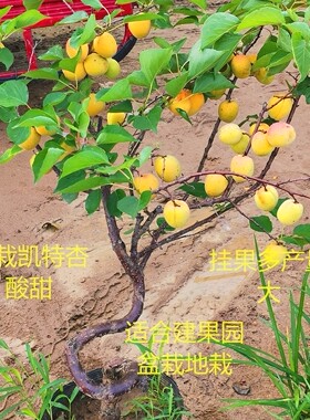 杏苗杏树苗珍珠油南方庭院嫁接