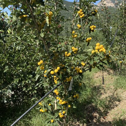 甜山楂树活苗嫁接黄山楂苗大盆栽地栽南方北方种植果树苗