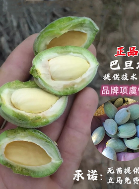 巴旦木树苗扁桃苗新品种纸皮薄壳美国大杏仁当年结果嫁接巴达木苗