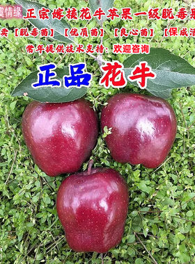嫁接美国蛇果甘肃天水花牛苹果树苗粉面苹果苗盆栽地栽南北方种植