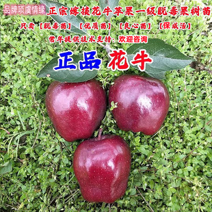 嫁接美国蛇果甘肃天水花牛苹果树苗粉面苹果苗盆栽地栽南北方种植