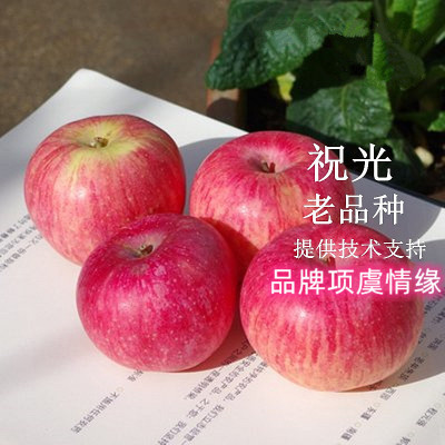 老品种国光苹果树苗嫁接美夏伏香蕉酸甜苹果苗南方北方种植果树苗