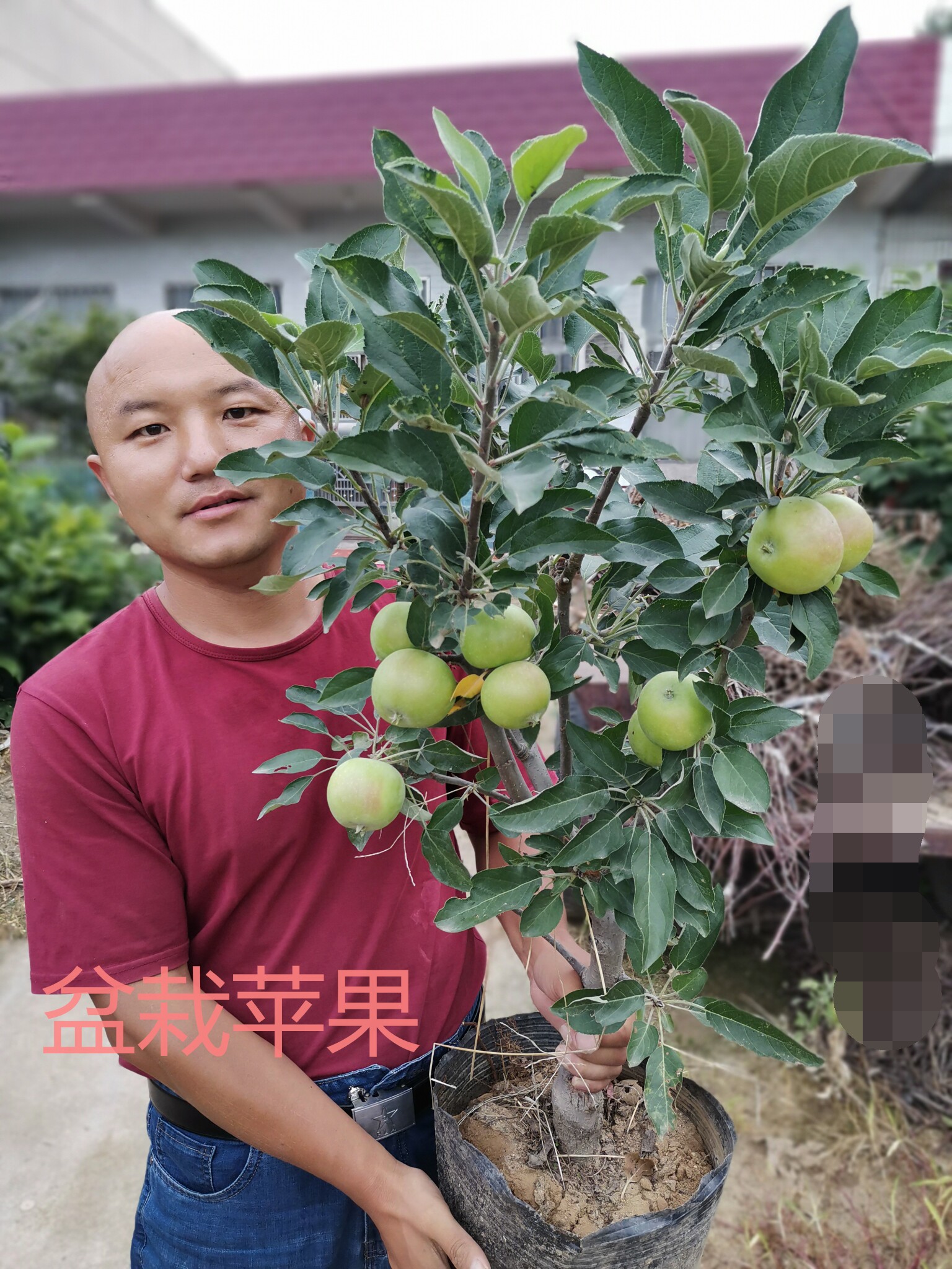 盆栽苹果苗南北方种植当年结果室内庭院红肉苹果树苗带土发货