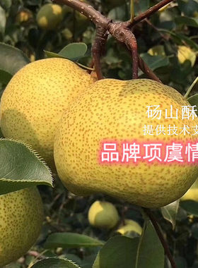 砀山梨树果苗安徽大脆甜酥梨苗树苗皮薄晚熟香梨果树当年结果苗
