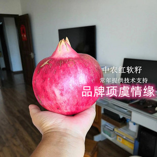 软籽甜石榴树树苗大中农红石榴苗盆栽庭院地栽抗冻耐寒果树果苗