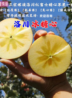 陕西洛川耐寒红富士苹果树苗脆甜冰糖心苹果苗盆栽地栽南北方种植