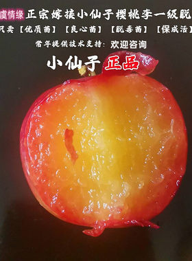 甜李树果苗树新品种美国小仙子樱桃李树苗李子苗南方北方庭院种植