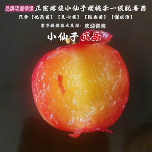 甜李树果苗树新品种美国小仙子樱桃李树苗李子苗南方北方庭院种植