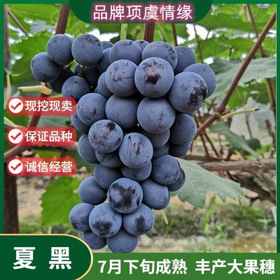 夏黑无籽葡萄树苗南方北方庭院地栽种植爬藤阳台盆栽嫁接当年结果
