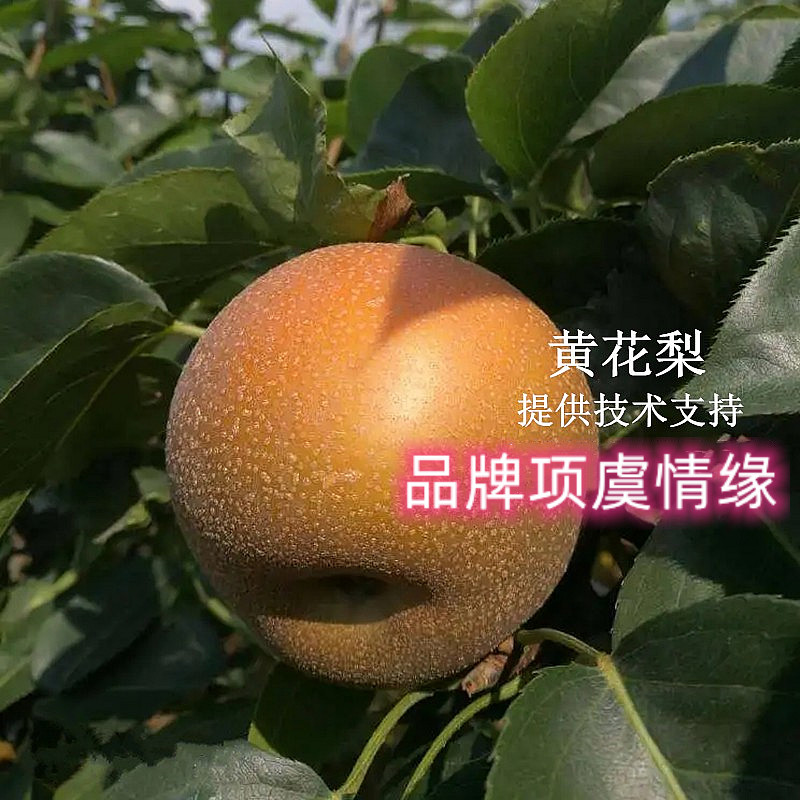 黄花梨苗梨树果苗嫁接梨树苗脆甜多汁皮薄早熟地栽苗南方北方种植图片