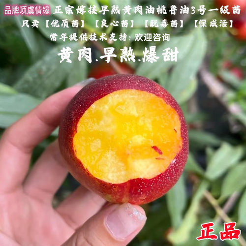 特早熟6月成熟油桃树苗黄肉脆甜鲁油3号油桃苗桃子苗树南北方种植