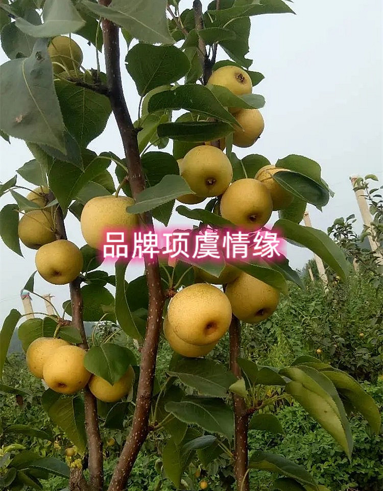 梨树抗寒嫁接黄当年结果