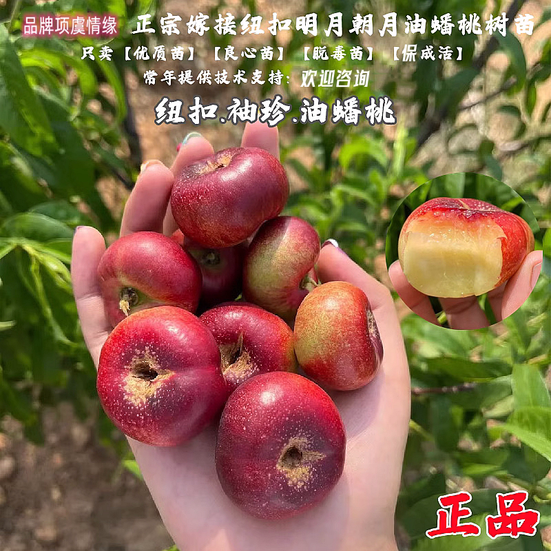早熟明月袖珍油蟠桃树苗迷你小油蟠网红纽扣甜蟠桃苗朝月金钱果树