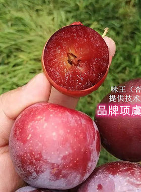 新品种晚熟脆甜李树果苗美国杏李味王李子苗嫁接红肉红心李子树苗