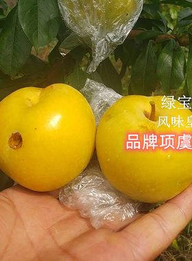 新品种甜李树果苗树美国绿宝石李子苗恐龙蛋李子树苗地栽庭院种植