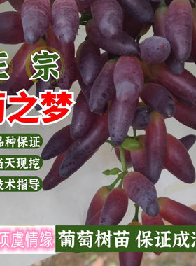 美人指葡萄树苗无籽葡之梦葡萄苗爬藤果树苗庭院种植地栽当年结果