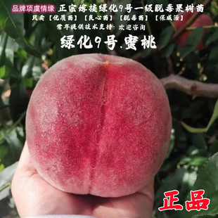 桃树果苗嫁接绿化九号桃苗老品种东北义园9号艳红桃树苗当年结果