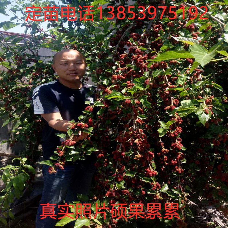 落叶桑葚带果果桑树苗盆栽地栽四季果桑无籽大十桑苗当年结果