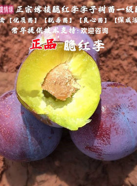 四川李树果苗离核脆红李树苗脱骨李子苗空心李翠红李南方北方种植