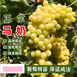 马奶提子葡萄树苗无核奶油葡萄苗盆栽地栽嫁接南北方种植当年结果
