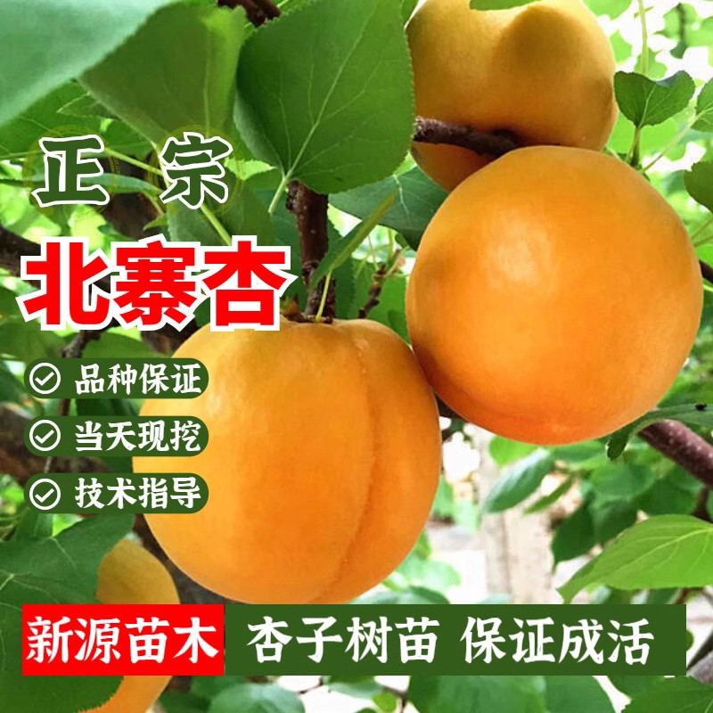 嫁接杏树苗红杏甜杏苗特大北寨杏子苗果树苗当年结果南方北方种植