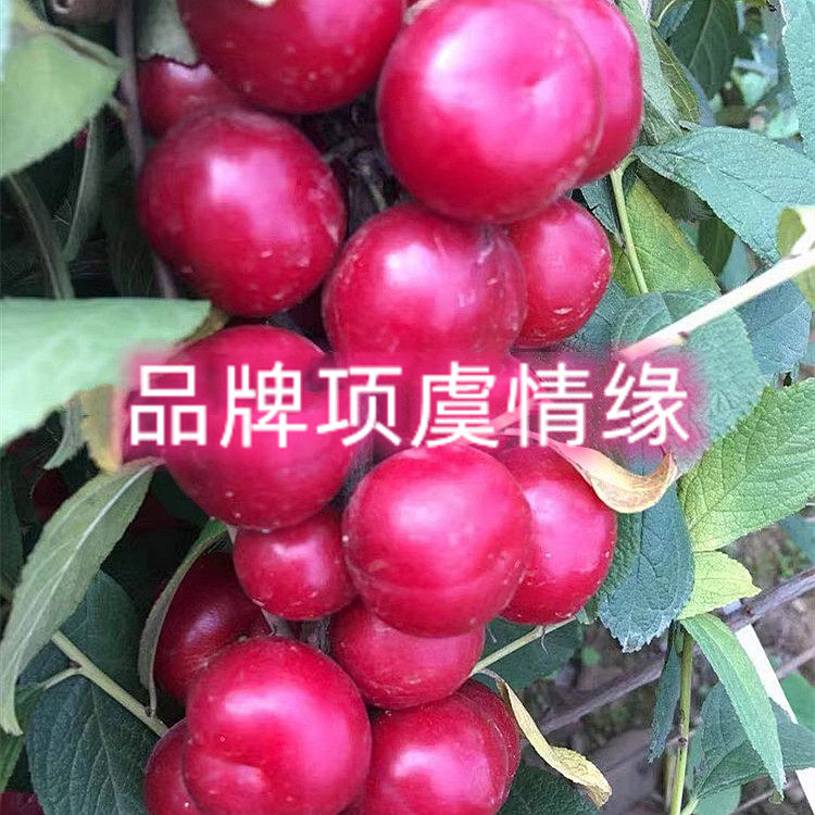 中华红钙果树苗欧李树苗黄钙果苗盆栽地栽南方北方种植当年结果树